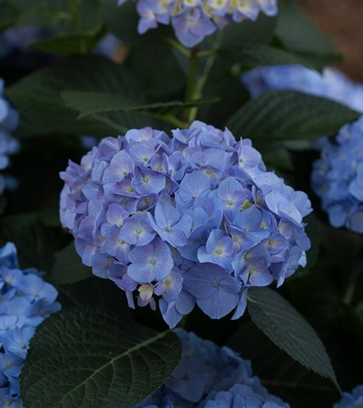 Bigleaf Hydrangea Let's Dance® Blue Jangles®